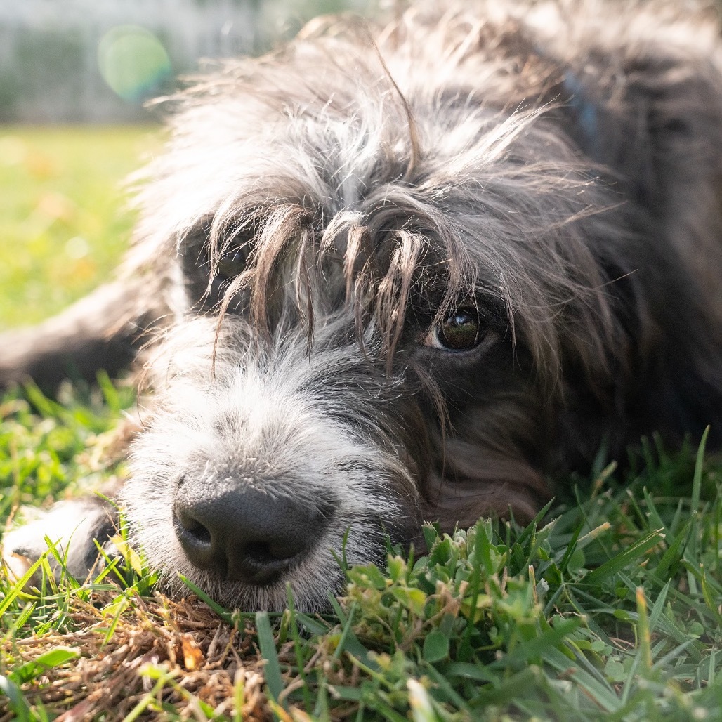 Cyrus, an adoptable Labradoodle, Pit Bull Terrier in Studio City, CA, 91604 | Photo Image 4