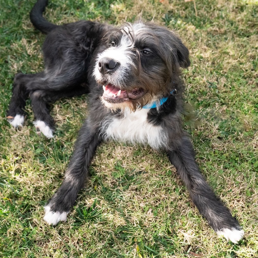 Cyrus, an adoptable Labradoodle, Pit Bull Terrier in Studio City, CA, 91604 | Photo Image 5