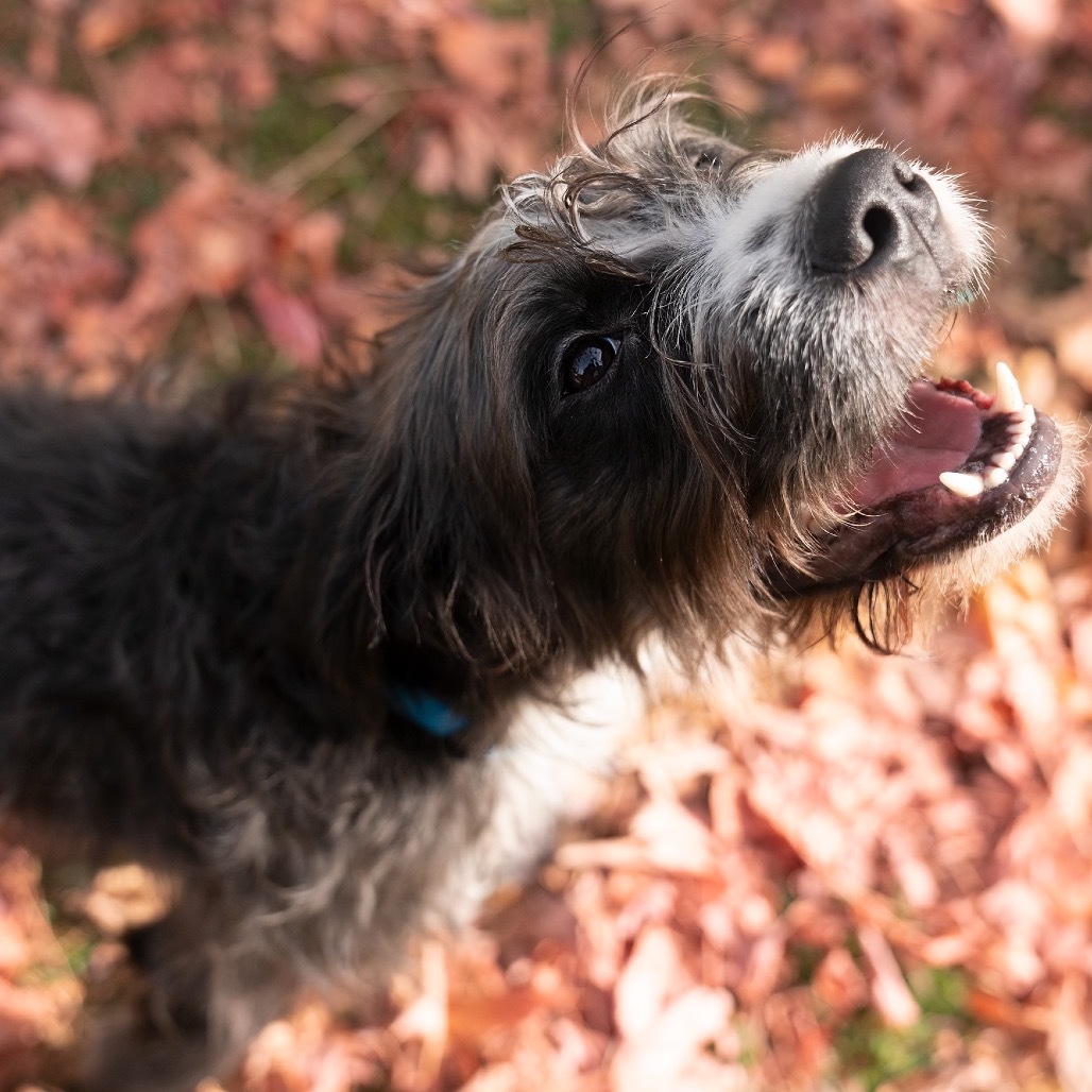Cyrus, an adoptable Labradoodle, Pit Bull Terrier in Studio City, CA, 91604 | Photo Image 6