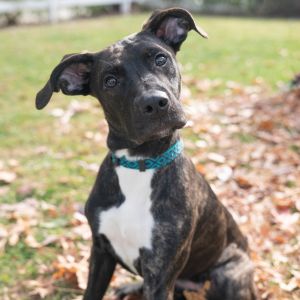 Kai is a sweet girl with a heartwarming and loving personality She loves spending time with other d