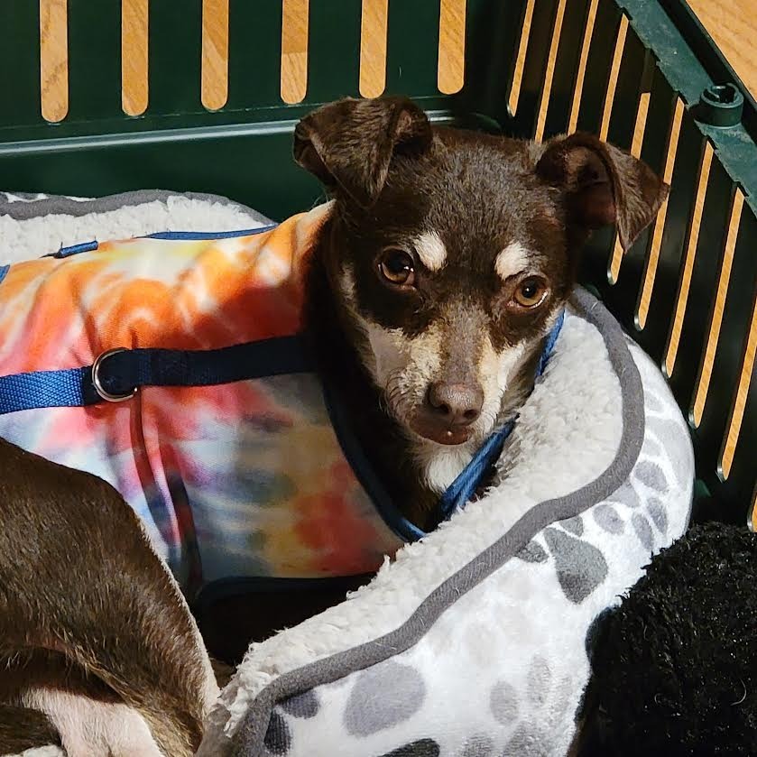 Jane, an adoptable Chihuahua in Brookings, OR, 97415 | Photo Image 1