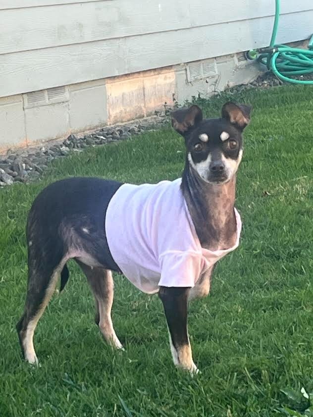 Jane, an adoptable Chihuahua in Brookings, OR, 97415 | Photo Image 6