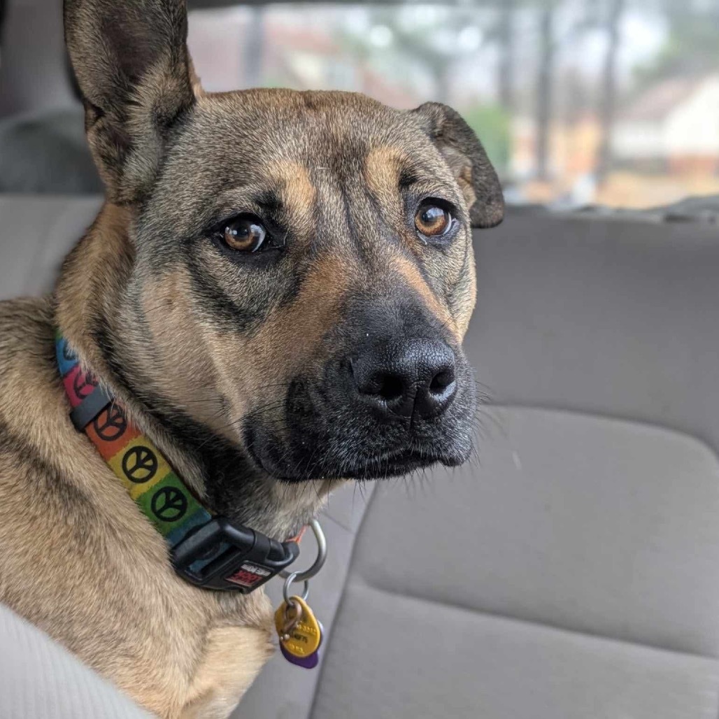 Betty Boop, an adoptable Shepherd, Mountain Cur in Bethlehem, NH, 03574 | Photo Image 1