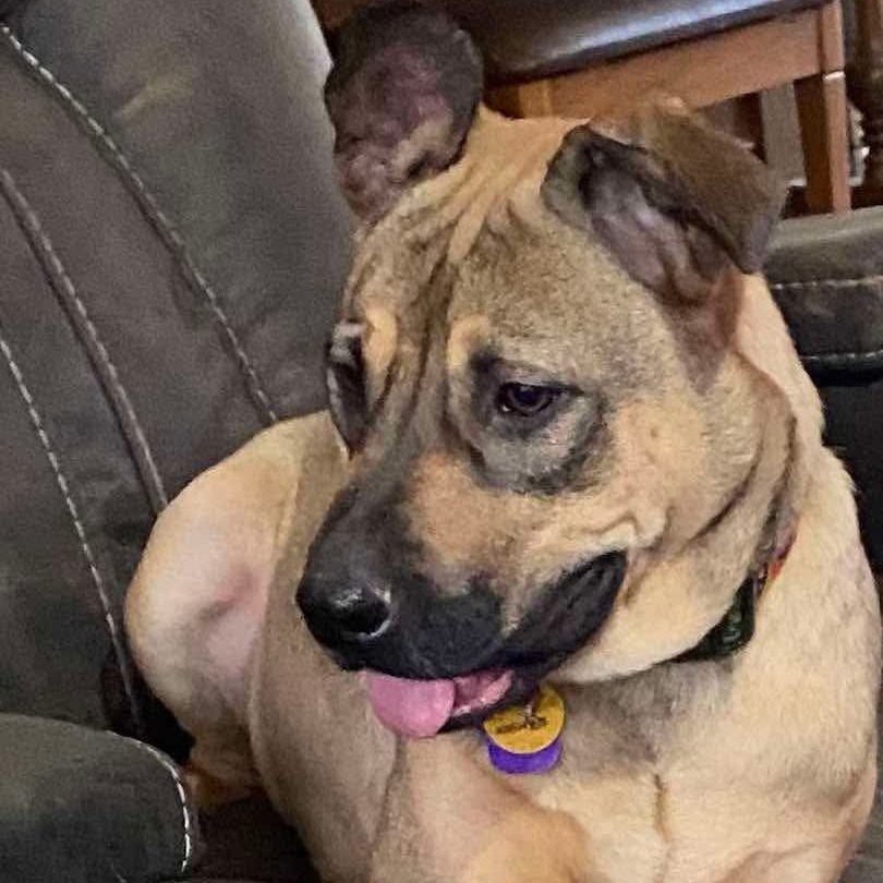 Betty Boop, an adoptable Shepherd, Mountain Cur in Bethlehem, NH, 03574 | Photo Image 2