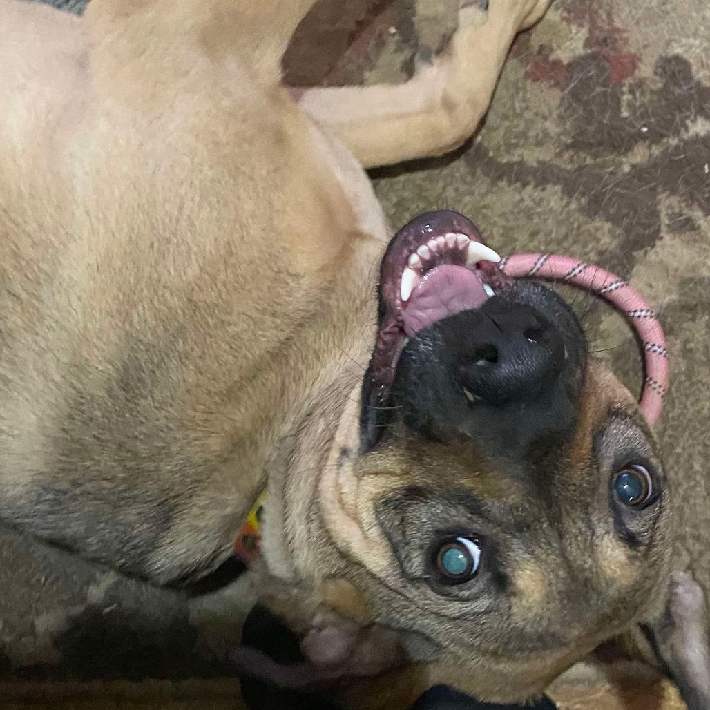Betty Boop, an adoptable Shepherd, Mountain Cur in Bethlehem, NH, 03574 | Photo Image 3