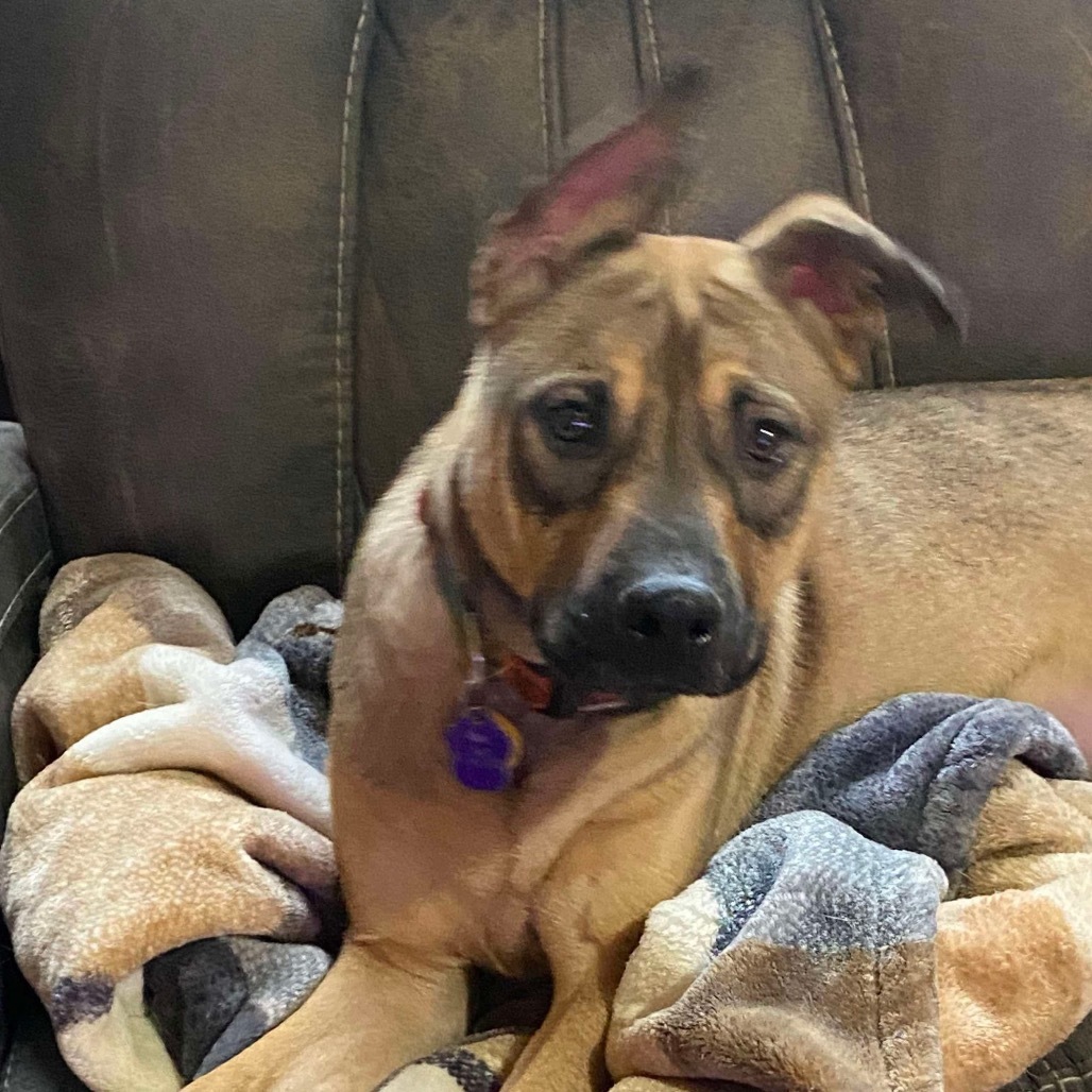 Betty Boop, an adoptable Shepherd, Mountain Cur in Bethlehem, NH, 03574 | Photo Image 4