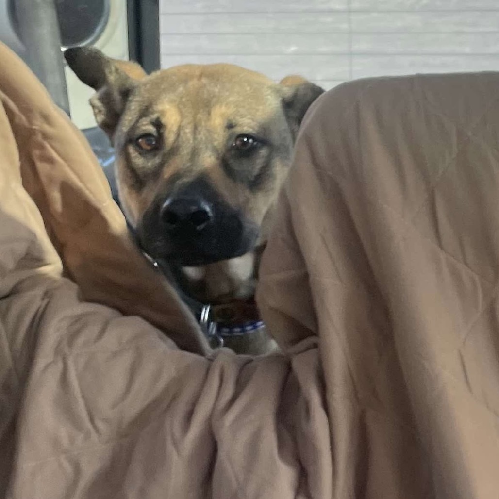 Betty Boop, an adoptable Shepherd, Mountain Cur in Bethlehem, NH, 03574 | Photo Image 6