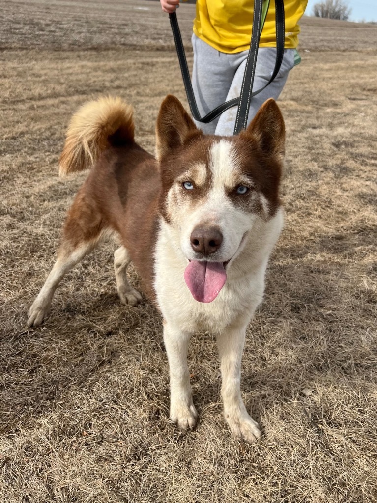 Savvy, an adoptable Husky in Saint James, MN, 56081 | Photo Image 1