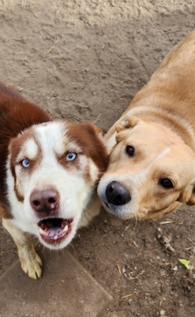 Savvy, an adoptable Husky in Saint James, MN, 56081 | Photo Image 2