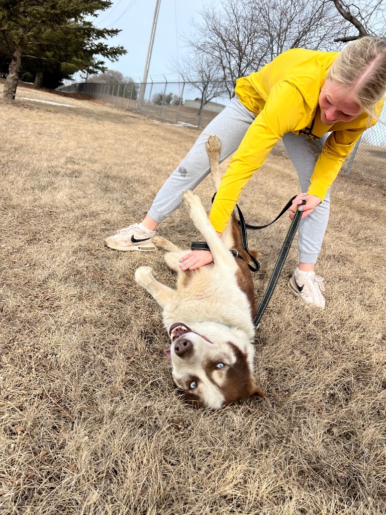 Savvy, an adoptable Husky in Saint James, MN, 56081 | Photo Image 3