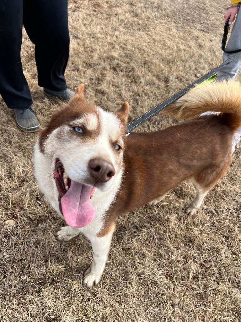Savvy, an adoptable Husky in Saint James, MN, 56081 | Photo Image 4