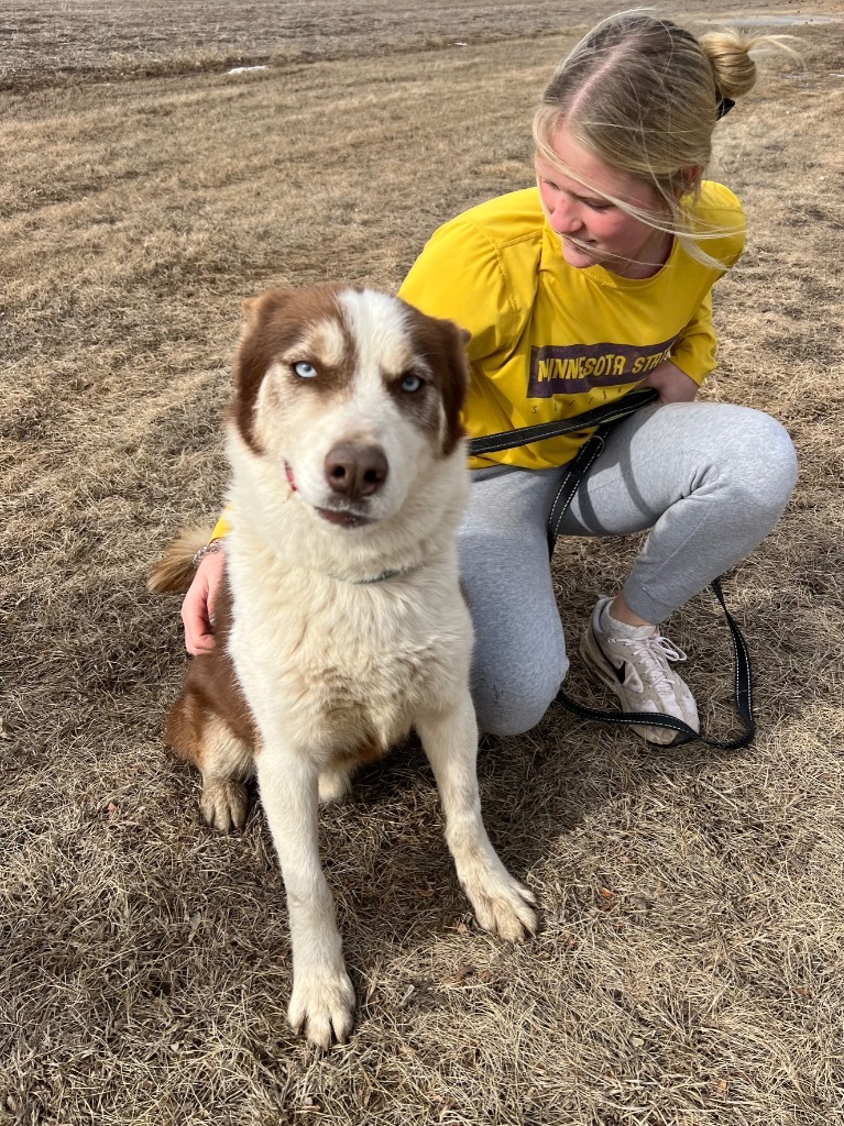 Savvy, an adoptable Husky in Saint James, MN, 56081 | Photo Image 6