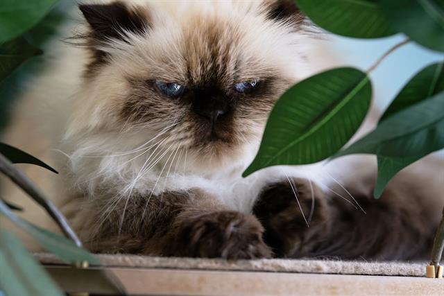 STARLA, an adoptable Himalayan in Belleville, IL, 62226 | Photo Image 1