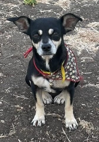 Arepa, an adoptable Chihuahua in San Juan de Abajo, NAY, 63732 | Photo Image 1