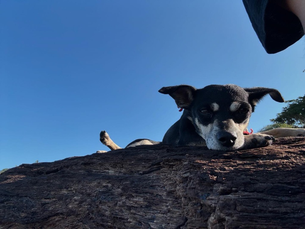 Arepa, an adoptable Chihuahua in San Juan de Abajo, NAY, 63732 | Photo Image 2