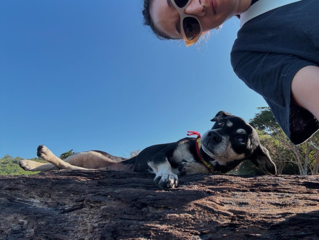 Arepa, an adoptable Chihuahua in San Juan de Abajo, NAY, 63732 | Photo Image 3