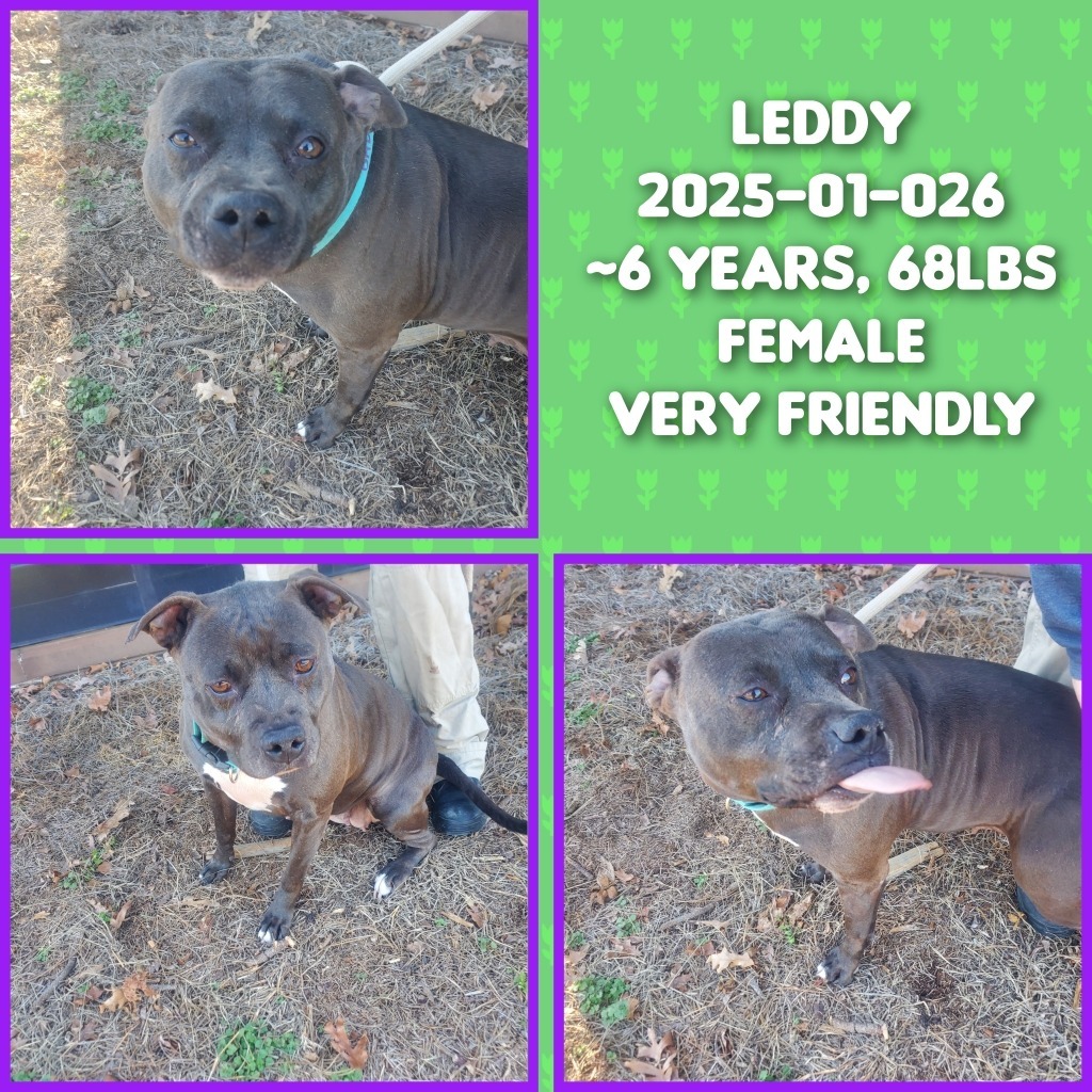 2025-01-026 *Leddy*