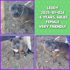2025-01-026 *Leddy*, Adult Female unknown