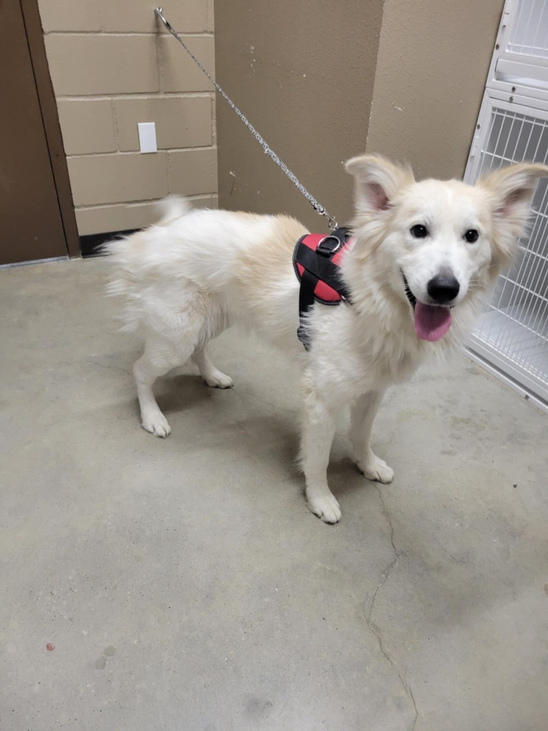 Robyn, an adoptable Samoyed in Huntsville, TX, 77320 | Photo Image 1