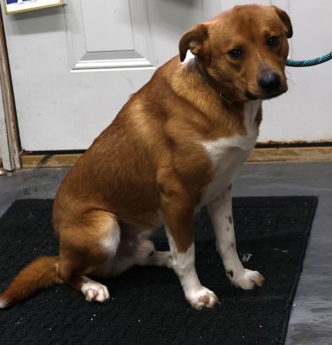 Ace, an adoptable Cattle Dog, Shepherd in Thief River Falls, MN, 56701 | Photo Image 1