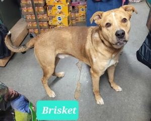 Brisket-Sponsored, Adult Male unknown