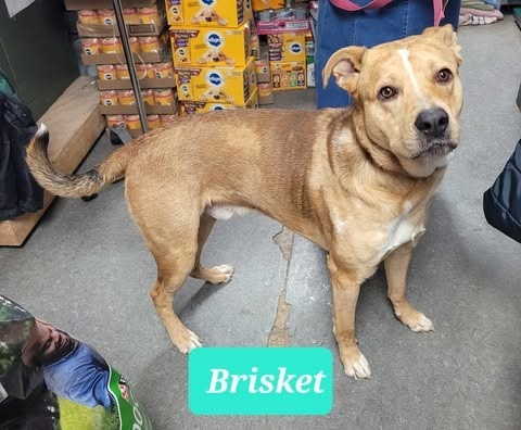 Brisket-Sponsored