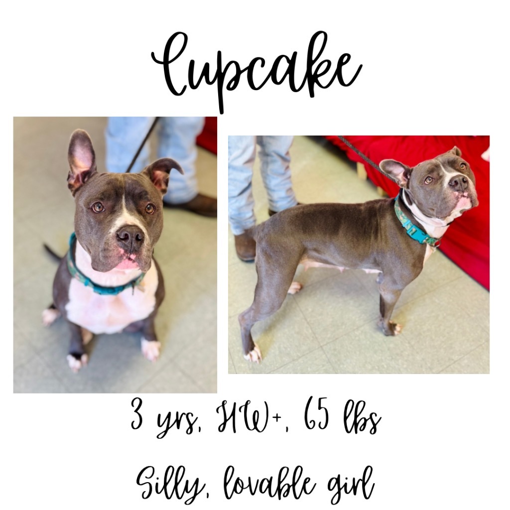 Cupcake