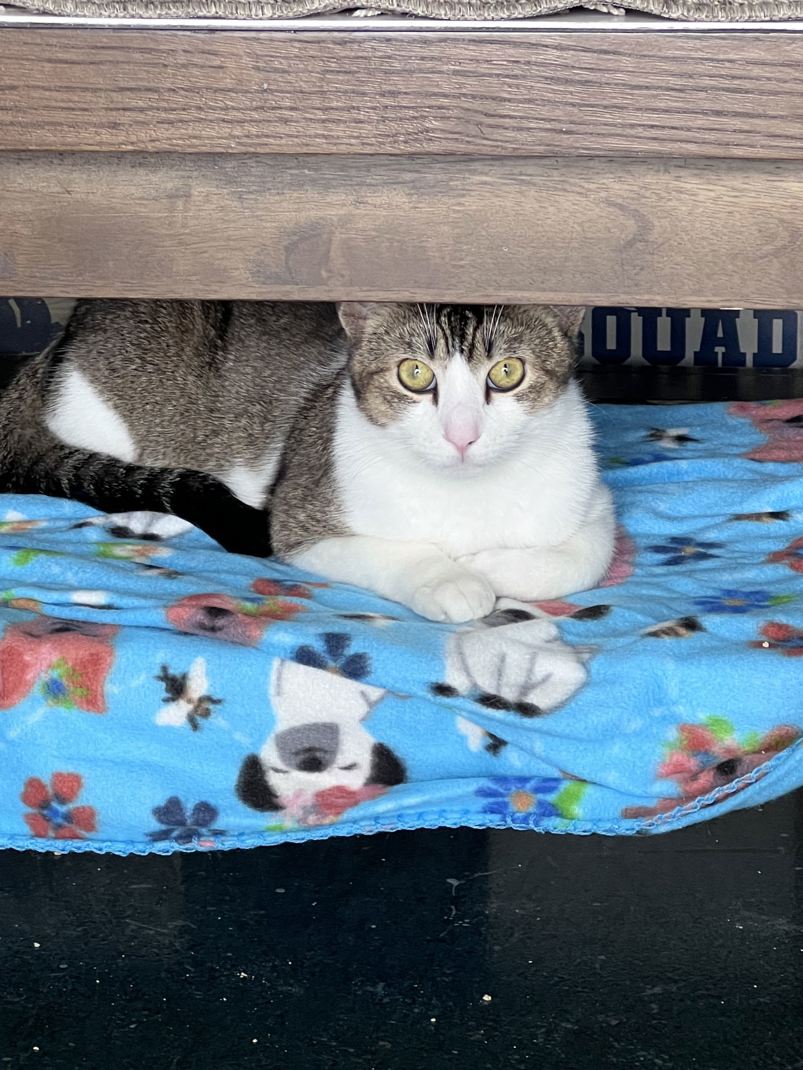 Baccarat (7968 FELINE) (F), an adoptable Domestic Short Hair in Chico, CA, 95973 | Photo Image 1