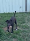 Darwin (Wade) photo 1