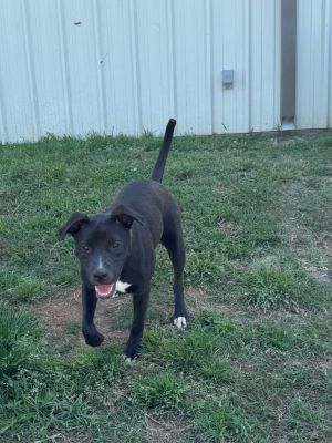 Darwin (Wade), Young Male Pit Bull Terrier