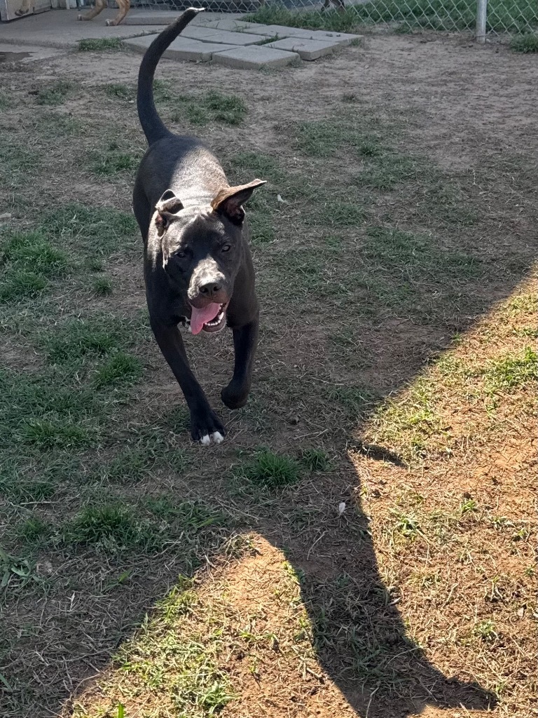 Darwin (Wade)
