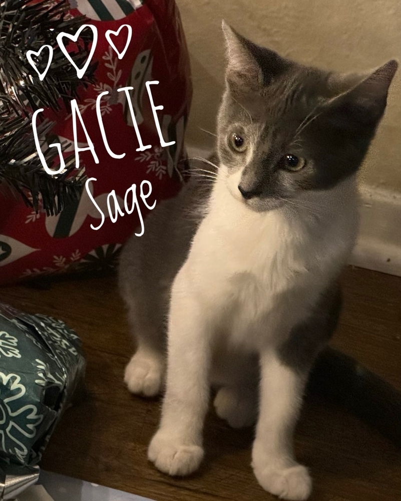 Gracie Sage 3797