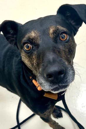 Grace, an adoptable Catahoula Leopard Dog, Pit Bull Terrier in Webster, WI, 54893 | Photo Image 1