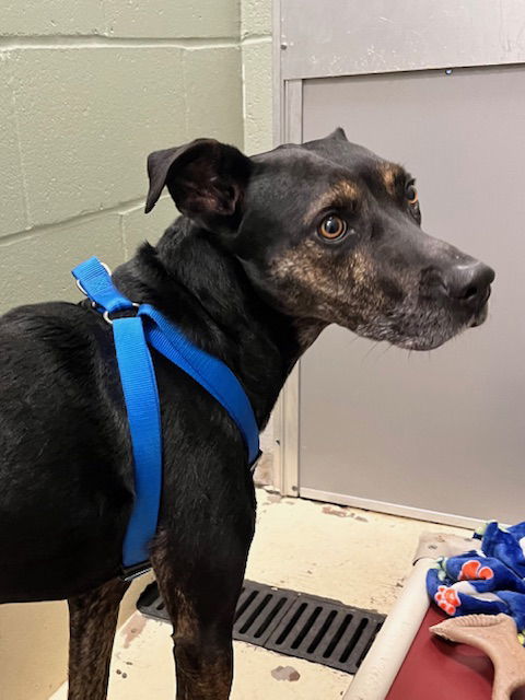 Grace, an adoptable Catahoula Leopard Dog, Pit Bull Terrier in Webster, WI, 54893 | Photo Image 2