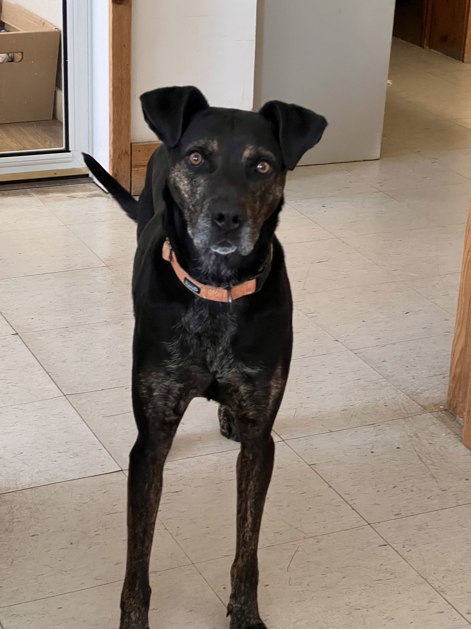 Grace, an adoptable Catahoula Leopard Dog, Pit Bull Terrier in Webster, WI, 54893 | Photo Image 3