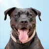 Radar - Adopt Me! photo 1