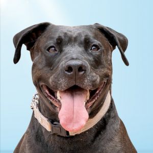 Radar - Adopt Me!, Adult Male American Staffordshire Terrier