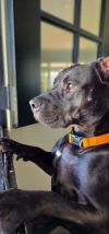Radar - Adopt Me! photo 2