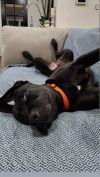 Radar - Adopt Me! photo 4