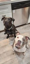Radar - Adopt Me! photo 5