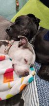 Radar - Adopt Me! photo 6