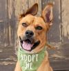 Holly - Adopt Me! photo 1