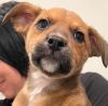 Holly - Adopt Me! photo 3