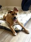 Holly - Adopt Me! photo 4