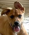 Holly - Adopt Me! photo 5