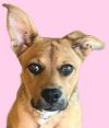 Holly - Adopt Me! photo 6