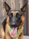 Xander - Adopt Me! photo 1