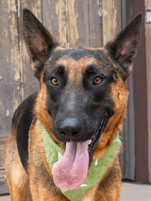 Xander - Adopt Me!, Young Male German Shepherd Dog