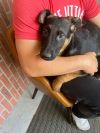 Xander - Adopt Me! photo 2