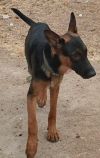 Xander - Adopt Me! photo 4